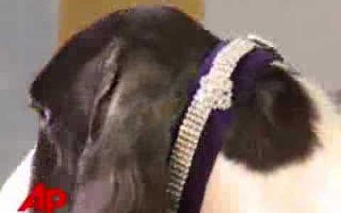 Pageant Pups Prep for Westminster Show